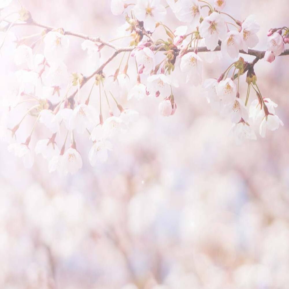 KITCHIBE香薰蠟燭 SAKURA 櫻花