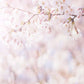 KITCHIBE香薰蠟燭 SAKURA 櫻花
